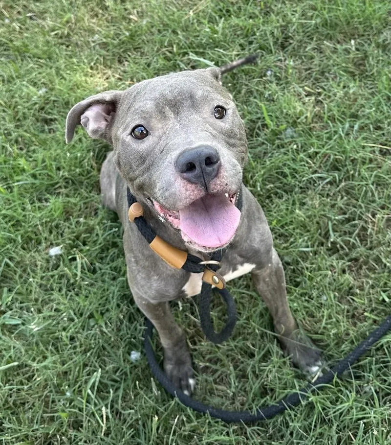 An adult medium-sized female Gray / Blue / Silver Pit Bull Terrier dog named Ella Kay for adoption in Evansville, IN
