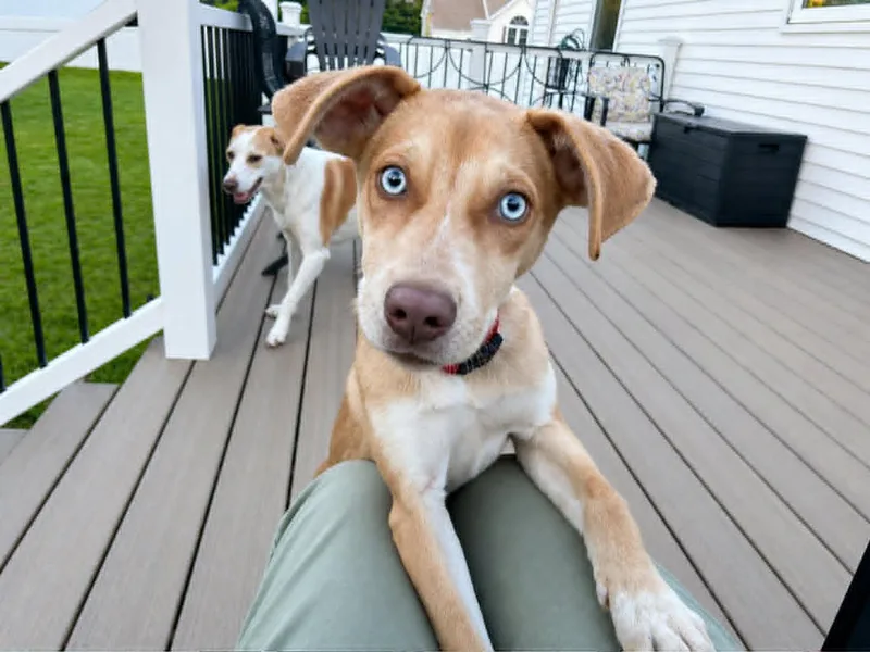 A baby medium-sized female Pointer dog named Viv for adoption in Holbrook, NY
