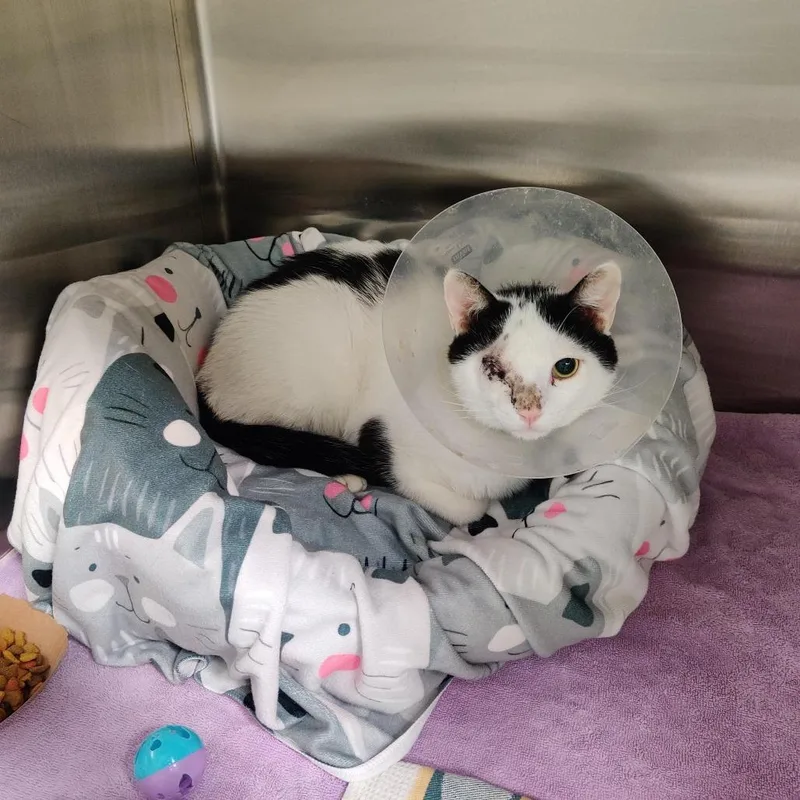 An adult large-sized male White Domestic Short Hair cat named Cyclops for adoption in Baltimore, MD