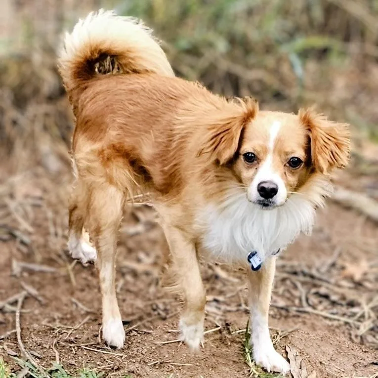 An adult small-sized male Chihuahua dog named John for adoption in Wake Forest, NC