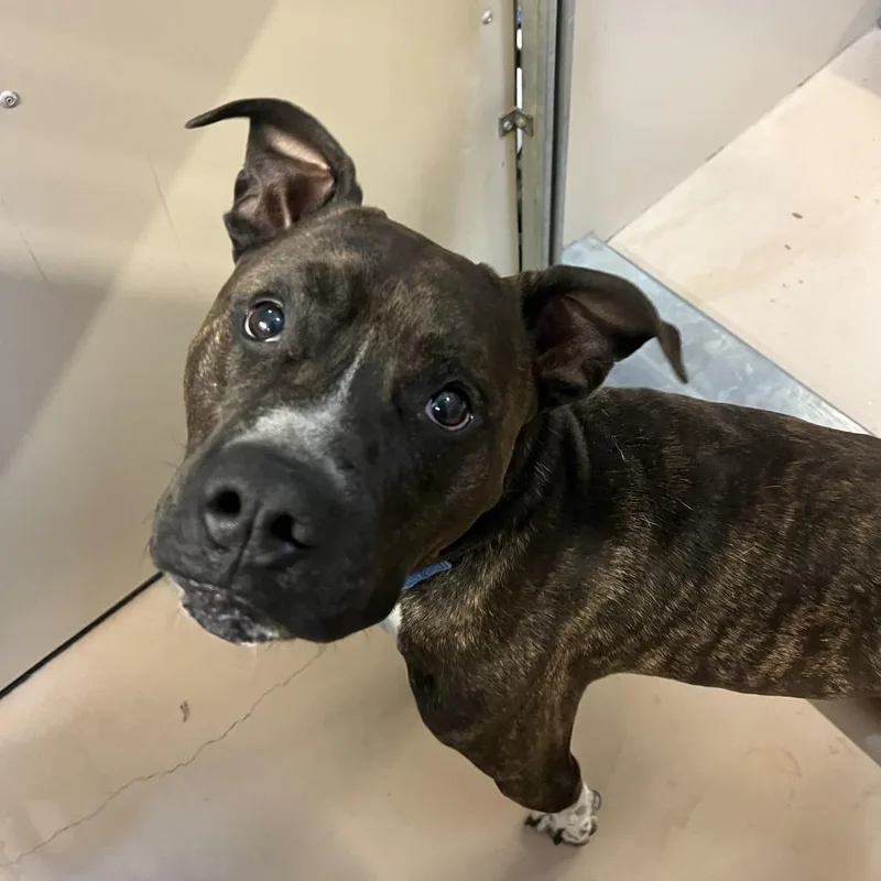 An adult medium-sized male Brindle Mixed Breed dog named Bruce for adoption in Fairport, NY
