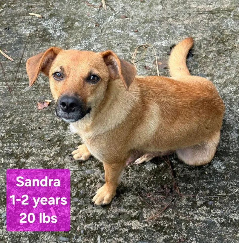 An adult small-sized female Labrador Retriever dog named Sandra for adoption in Virginia Beach, VA