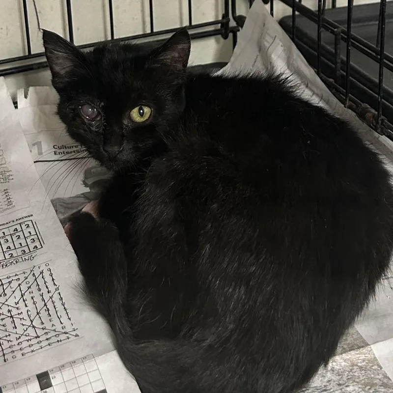 A baby small-sized male Black Domestic Short Hair cat named Gotham for adoption in Veneta, OR