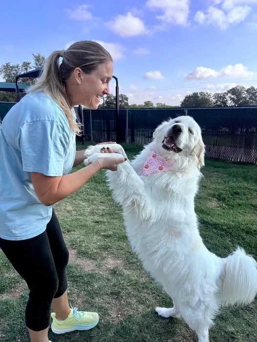 A young extra large-sized female Great Pyrenees dog named Winnie for adoption in McKinney, TX