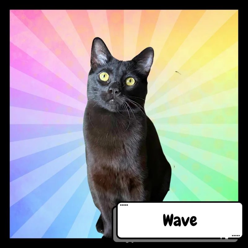 Wave The Swallow thumbnail 2