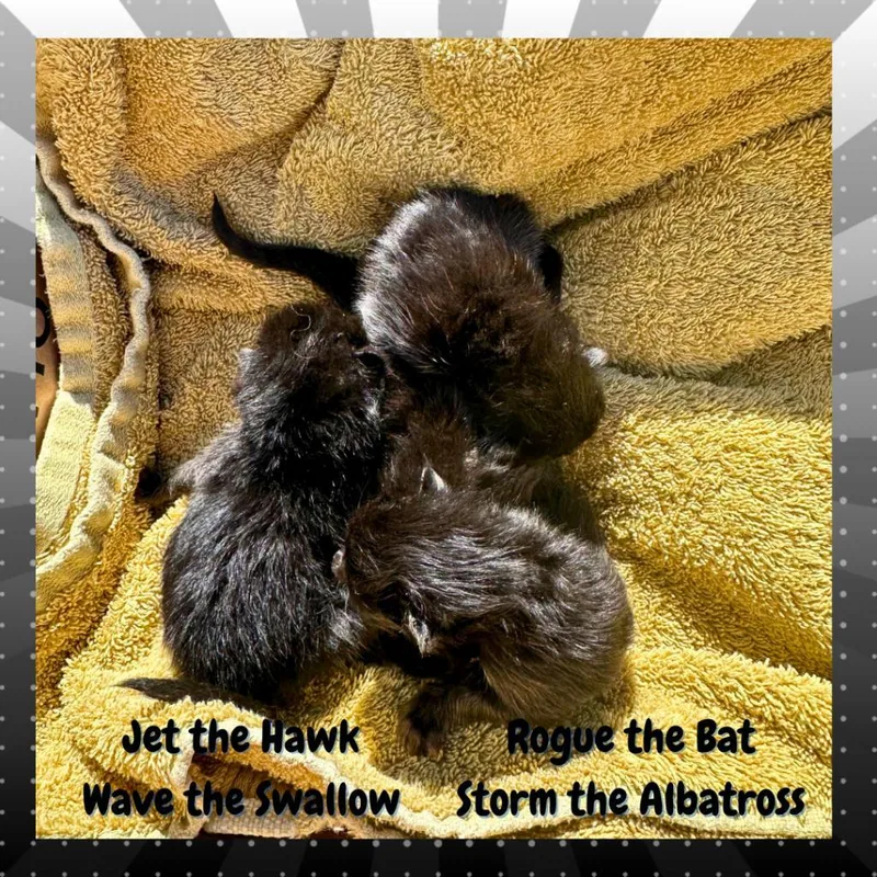 Wave The Swallow thumbnail 3