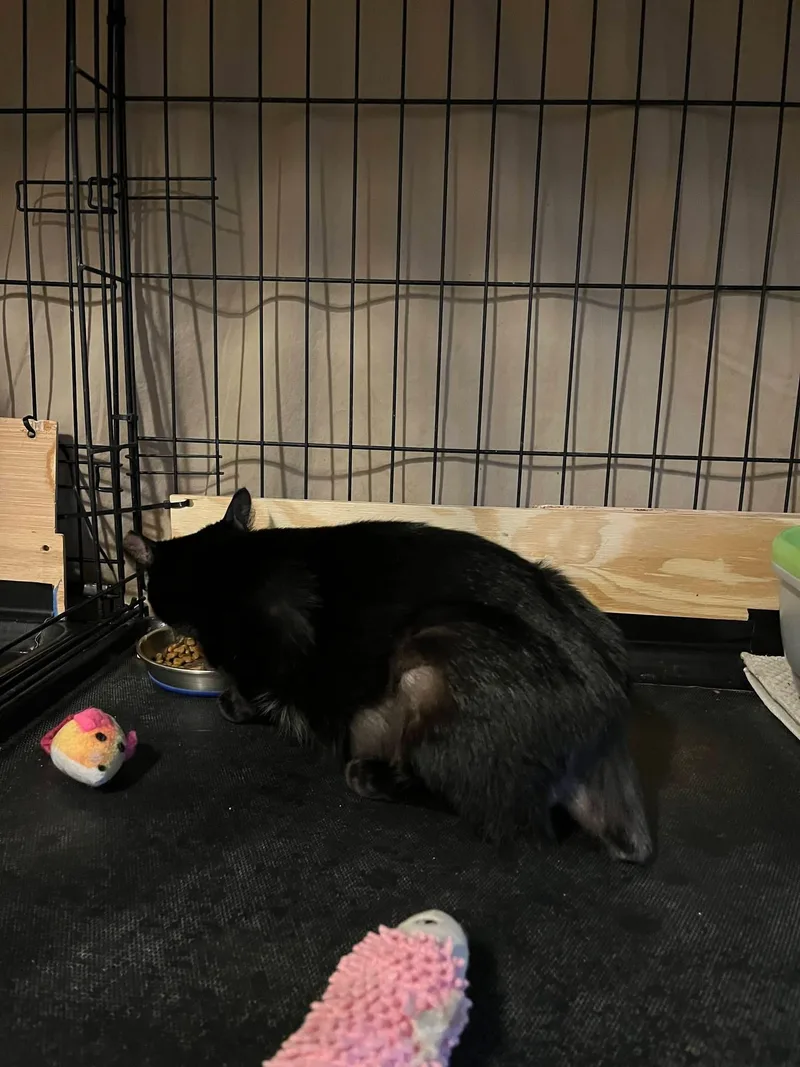 A young medium-sized female Black Domestic Short Hair cat named Jazzy for adoption in South Lyon, MI