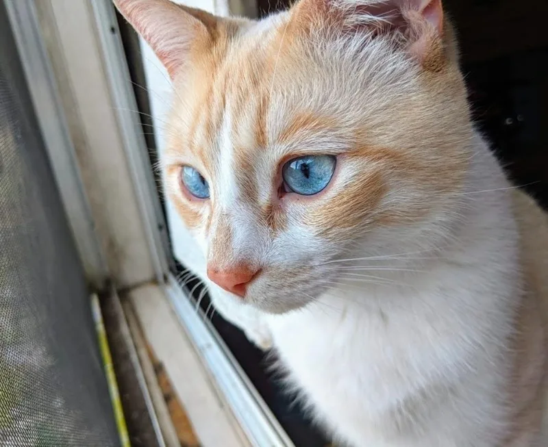 A senior small-sized male Domestic Short Hair cat named GP Qubert for adoption in Newnan, GA