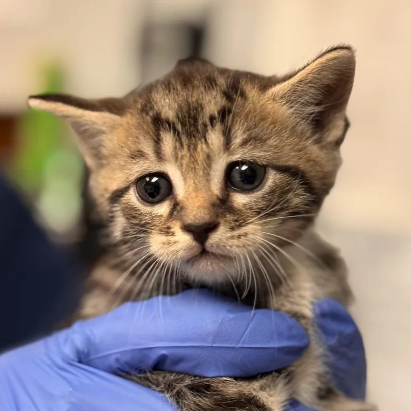 Sojourner thumbnail 4