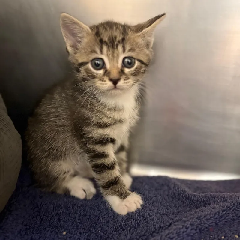 Sojourner thumbnail 6