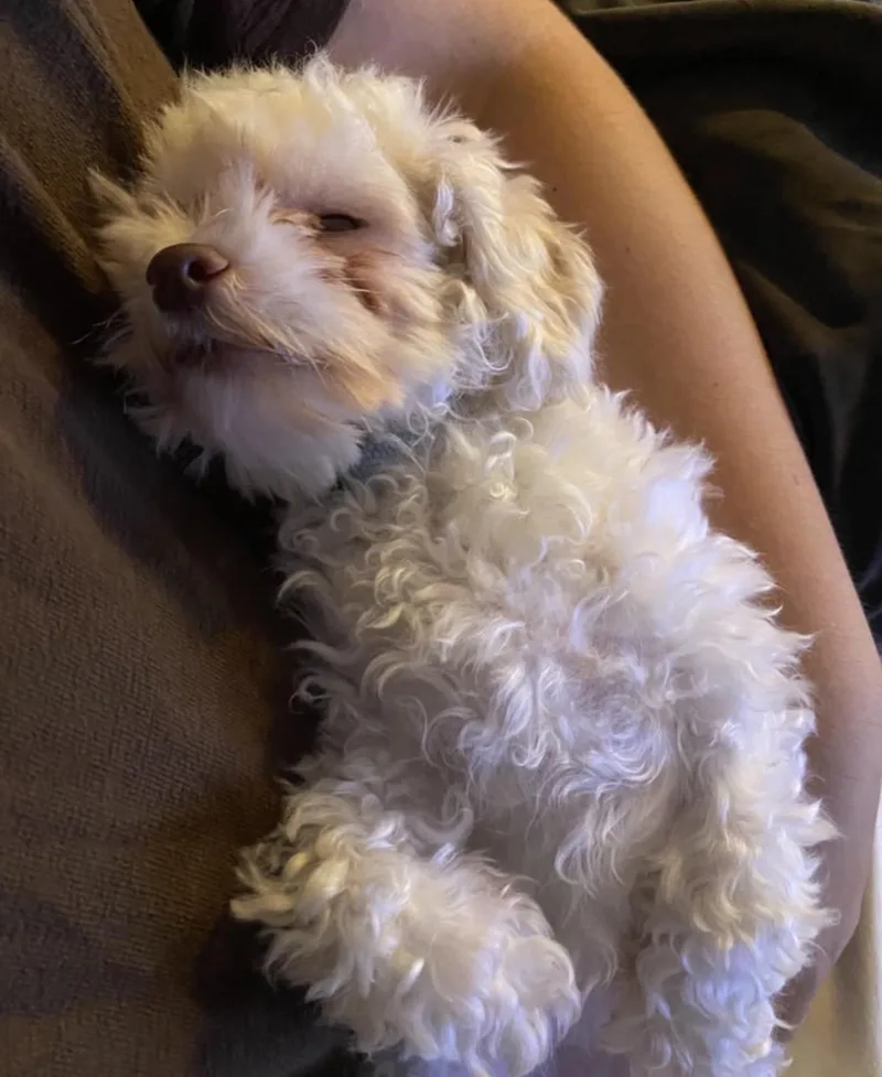 An adult small-sized male Bichon Frise dog named Bert for adoption in Waldorf, MD