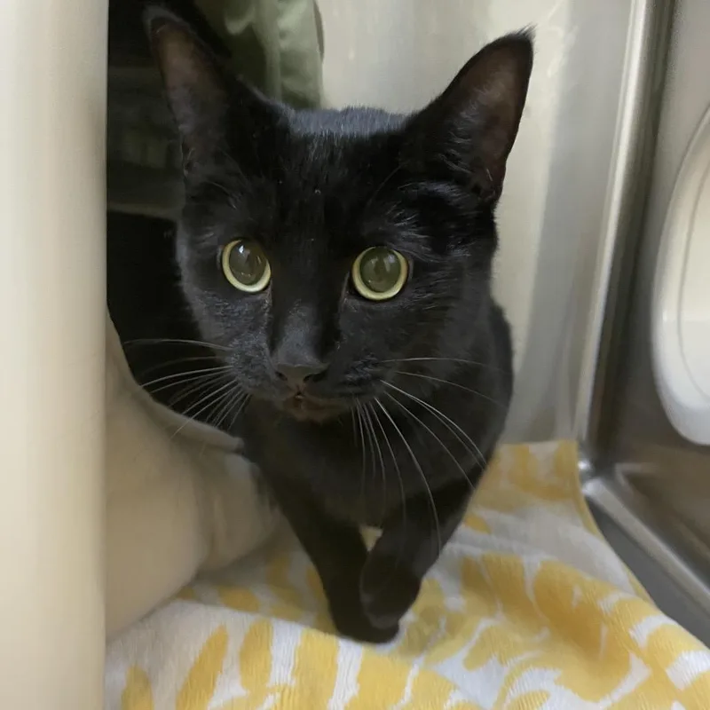 Midnight thumbnail 2