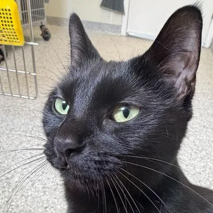 Midnight thumbnail 3