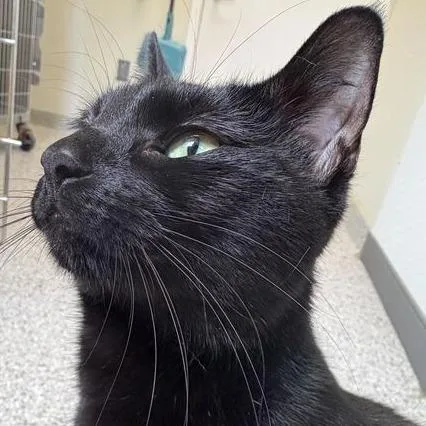 Midnight thumbnail 4