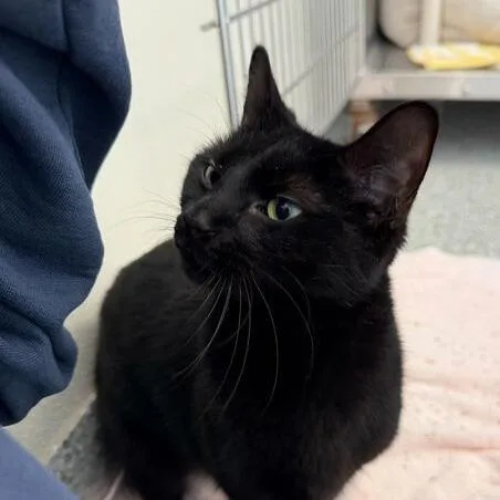 Midnight thumbnail 5