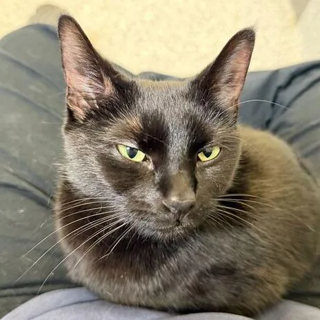 Midnight thumbnail 6