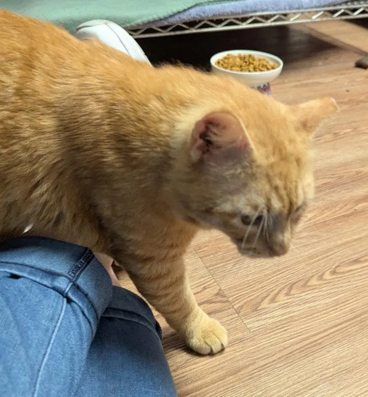 An adult medium-sized male Tabby cat named Sausalito for adoption in Ocala, FL