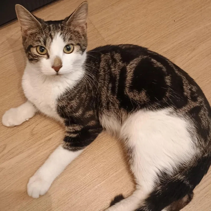 A young medium-sized male Buff & White American Shorthair cat named Axel N.  Your for adoption in New York, NY