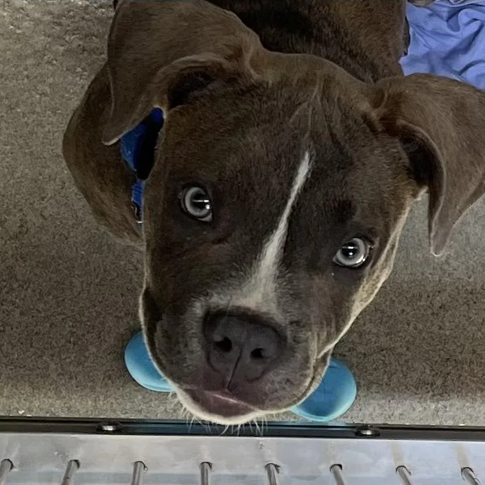 A baby small-sized female Gray / Blue / Silver Pit Bull Terrier dog named Tomi for adoption in Baltimore, MD