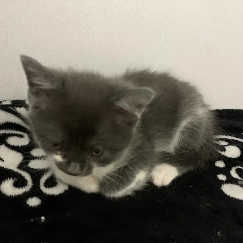 A baby small-sized male White Domestic Long Hair cat named Sejanus for adoption in Franklin, NC