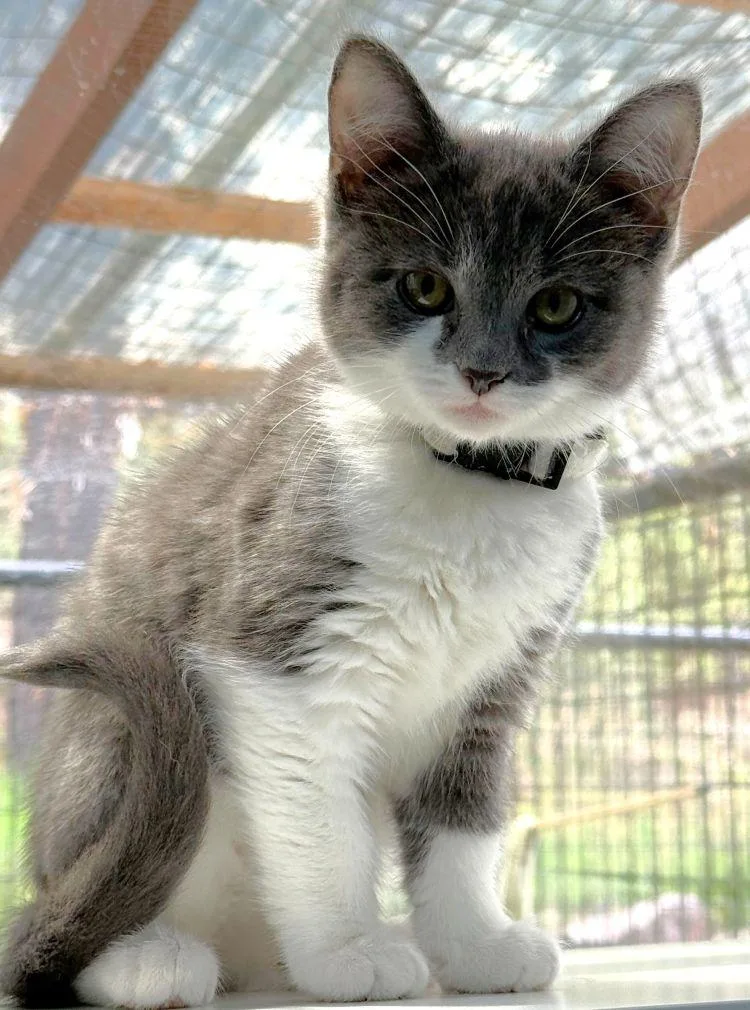 A baby medium-sized female Domestic Medium Hair cat named Blaze the Cat for adoption in Colorado Springs, CO