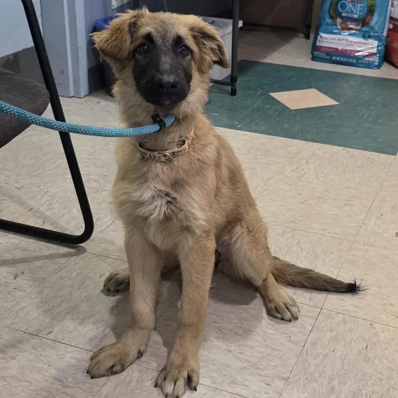 A baby medium-sized female Yellow / Tan / Blond / Fawn Shepherd dog named Shilah for adoption in Easton, PA