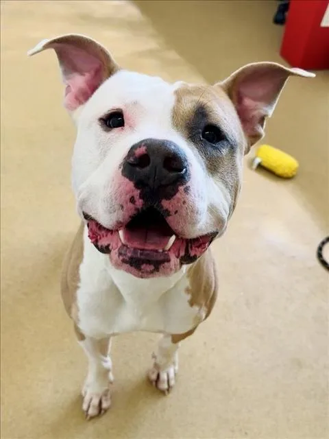 A young medium-sized male Pit Bull Terrier dog named Bruce for adoption in Derwood, MD