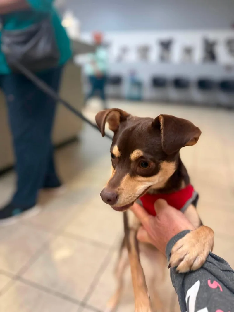 A baby small-sized female Chihuahua dog named Coco Velvet for adoption in Crystal Lake, IL