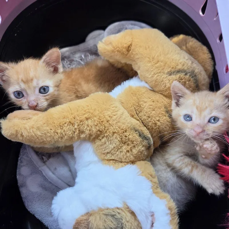 A baby small-sized female American Shorthair cat named Dallas for adoption in Marietta, GA