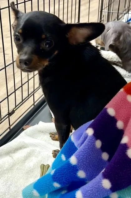 A young small-sized female Chihuahua dog named Dag for adoption in Palm Coast, FL