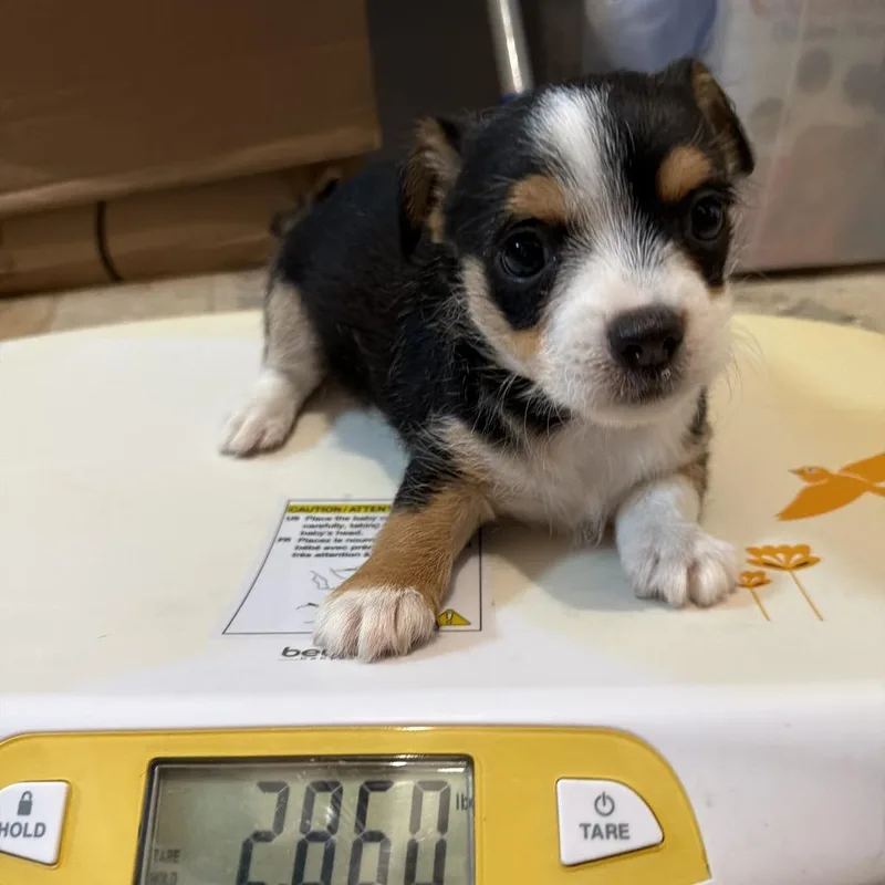 A baby small-sized male Chihuahua dog named Danny for adoption in Montgomery, TX