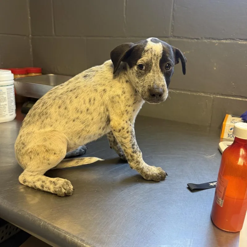 A baby small-sized female White / Cream Australian Cattle Dog / Blue Heeler dog named TUSCStray for adoption in Tuscaloosa, AL