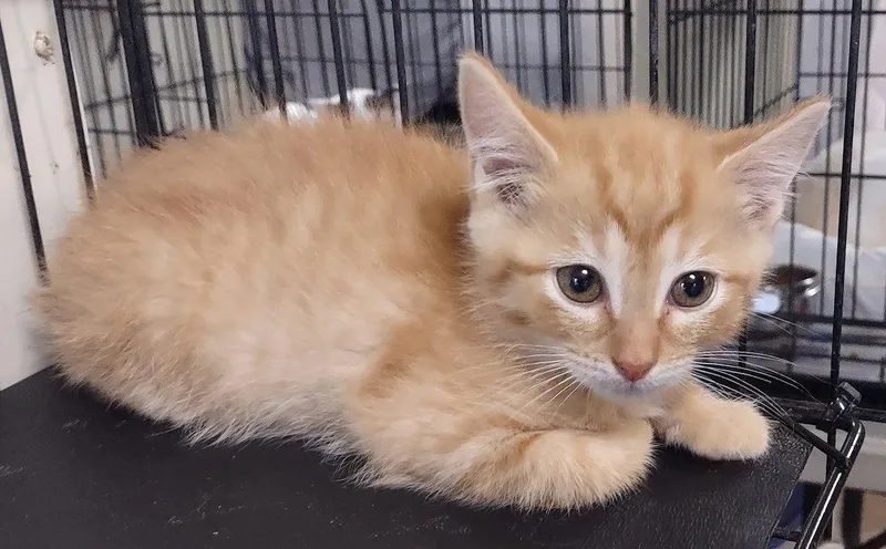 A baby medium-sized male Domestic Short Hair cat named Phoenix for adoption in Albemarle, NC
