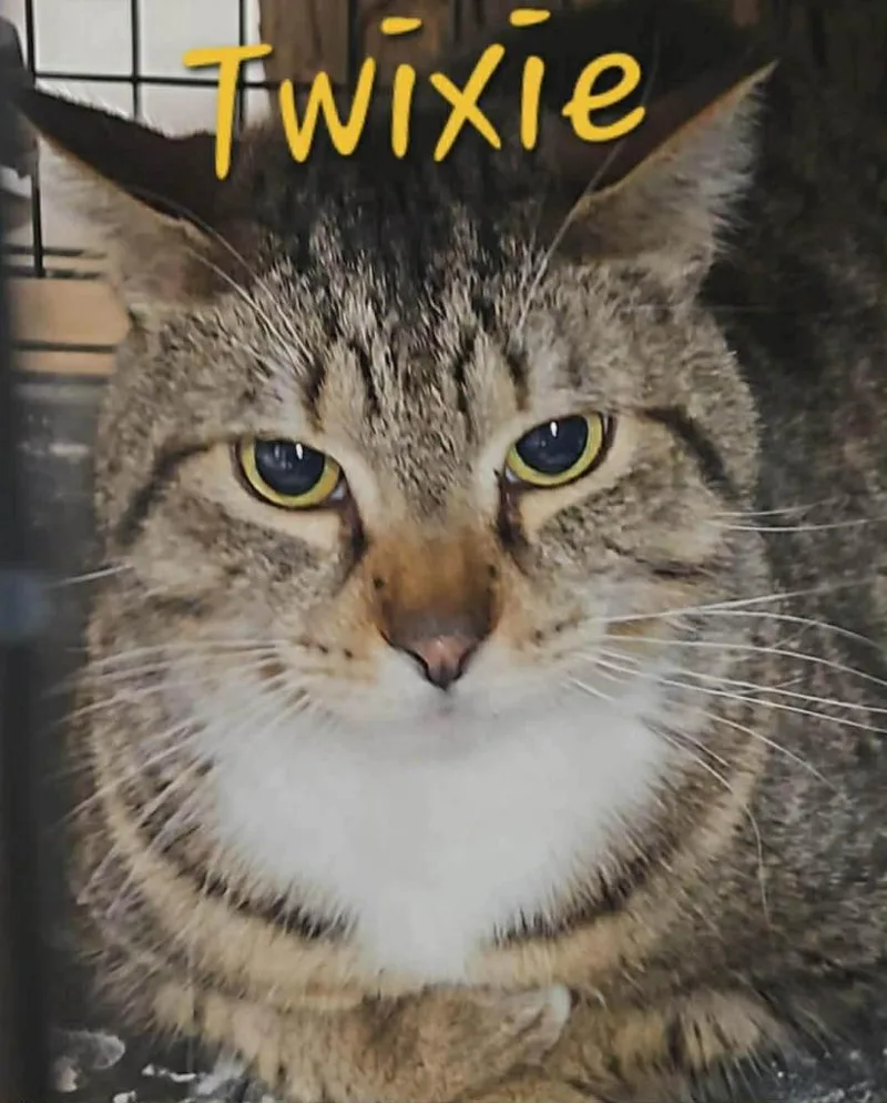 A young medium-sized male Domestic Short Hair cat named Twixie for adoption in Cloquet, MN