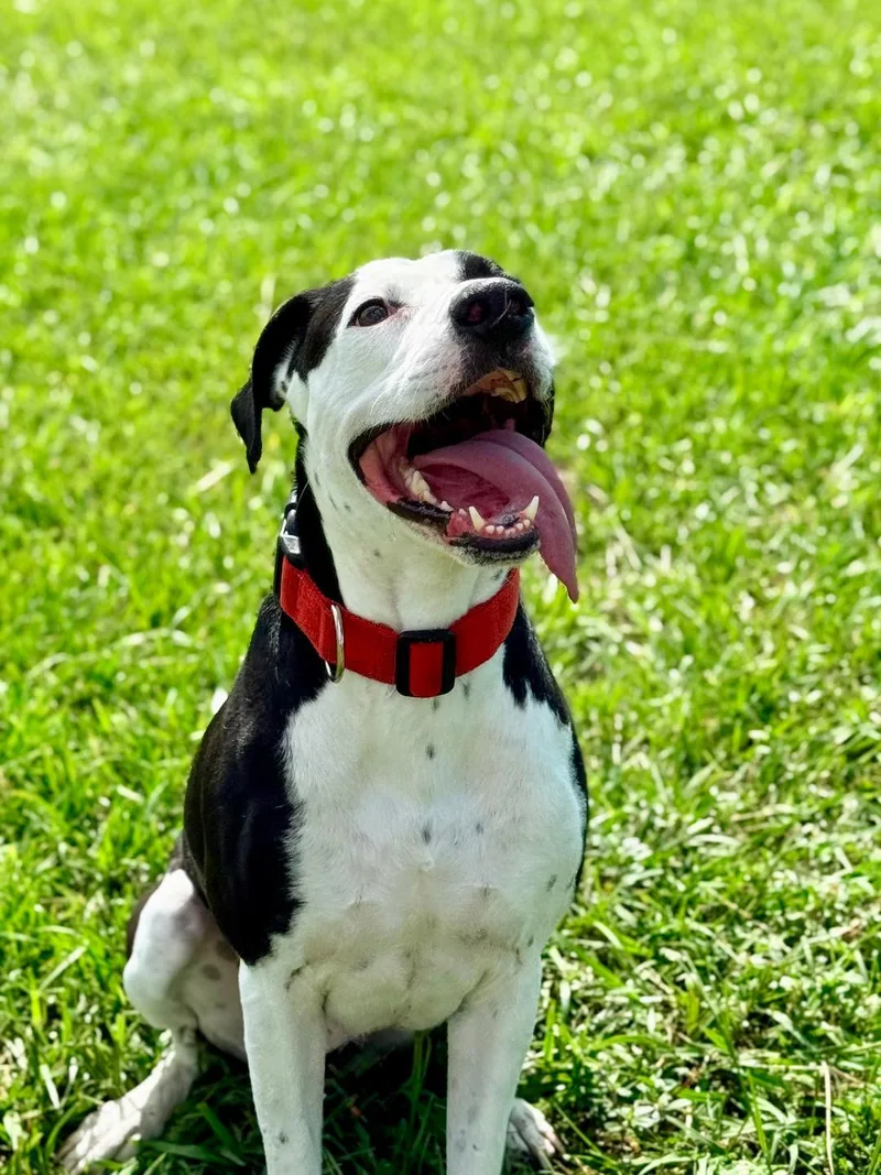 Bruno