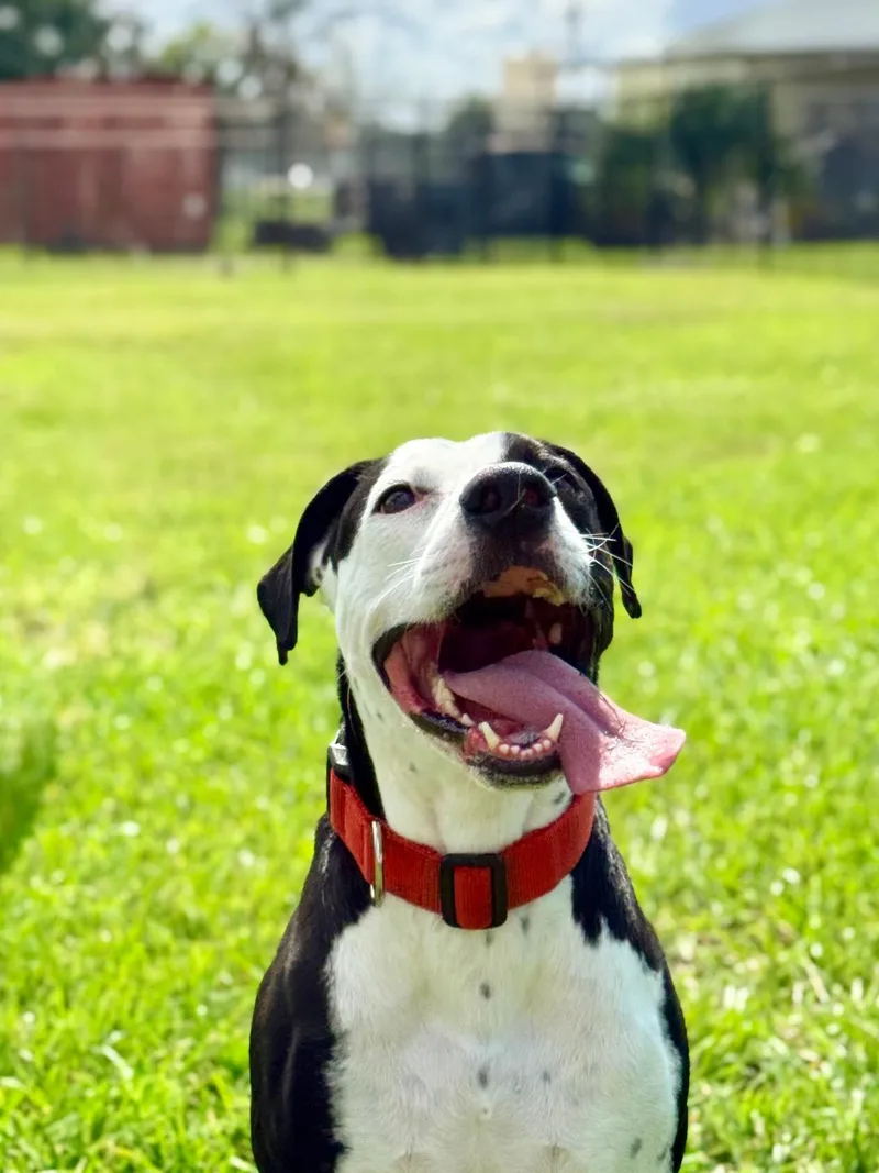 Bruno thumbnail 3