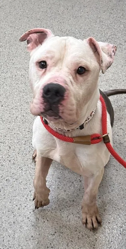 An adult medium-sized male Pit Bull Terrier dog named Carson for adoption in Fishers, IN