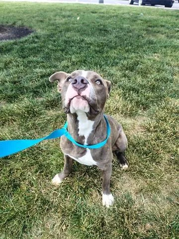 A young medium-sized male Pit Bull Terrier dog named Martin for adoption in Dayton, OH