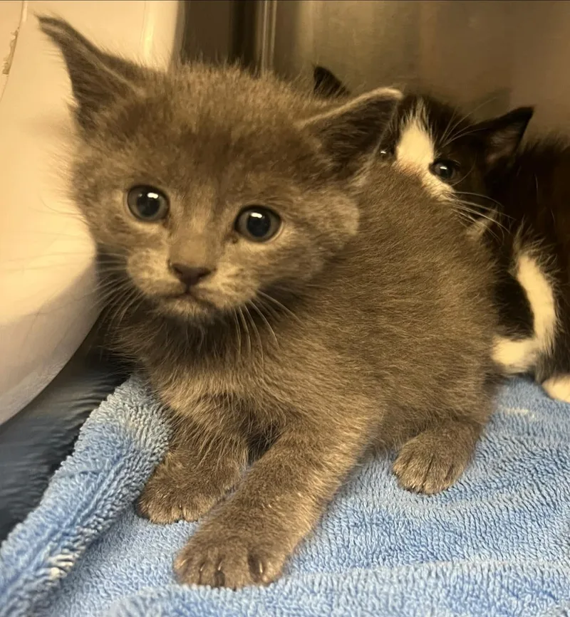 A baby medium-sized female Gray / Blue / Silver Domestic Short Hair cat named Dr. Mel King for adoption in Santa Clara, CA
