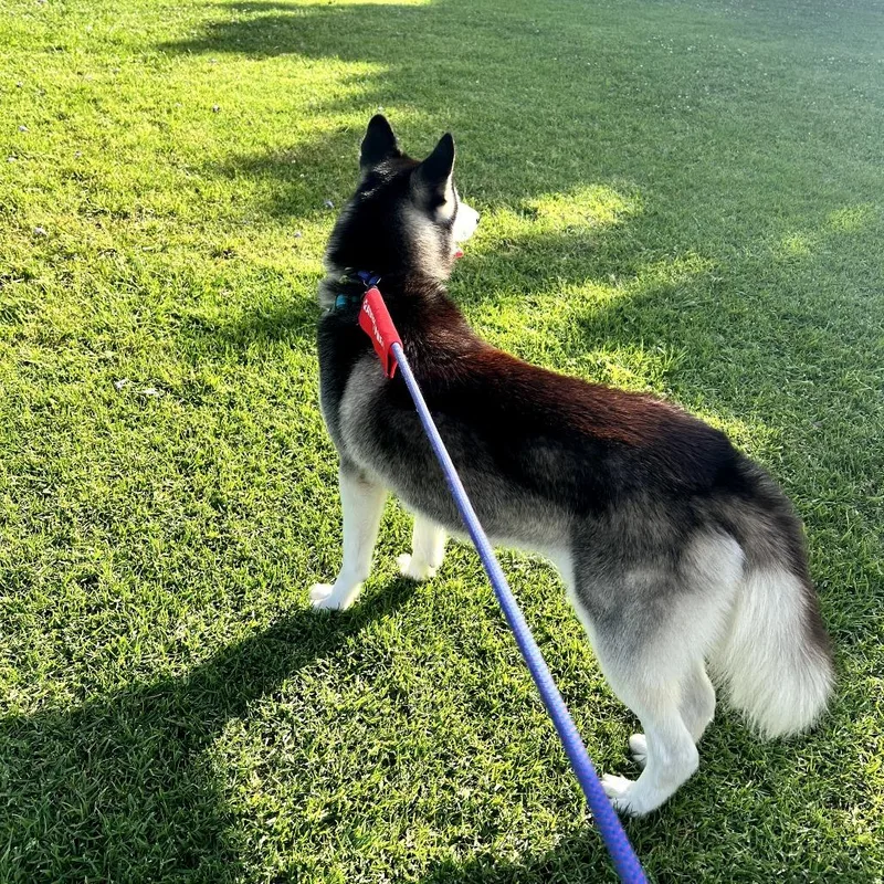 An adult large-sized male Black Siberian Husky dog named Tovi Costa Mesa Location for adoption in Chino Hills, CA