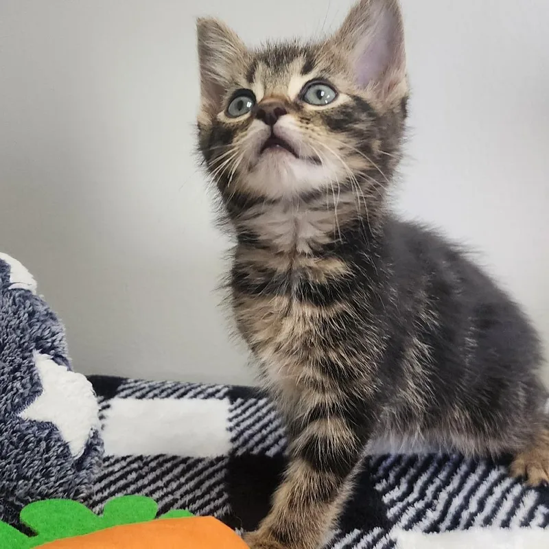 A young small-sized male Brown / Chocolate Domestic Short Hair cat named Oak for adoption in Toledo, OH