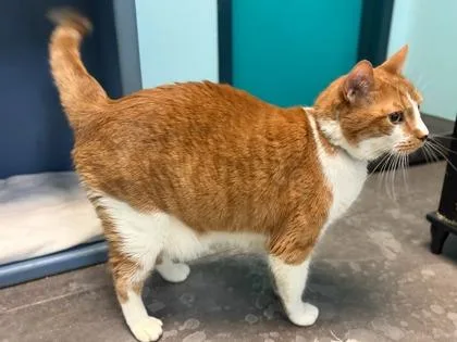 A senior extra large-sized male Domestic Short Hair cat named Adagio for adoption in Phoenix, AZ