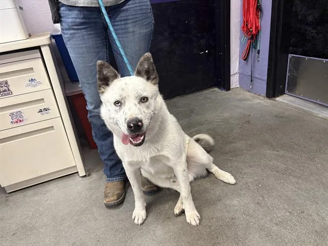 A young large-sized male Australian Cattle Dog / Blue Heeler dog named Captain for adoption in Fairfield, CA