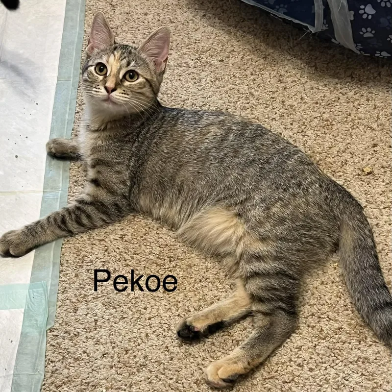 A baby small-sized female Tabby (Brown / Chocolate) Domestic Short Hair cat named Pekoe for adoption in Liverpool, TX