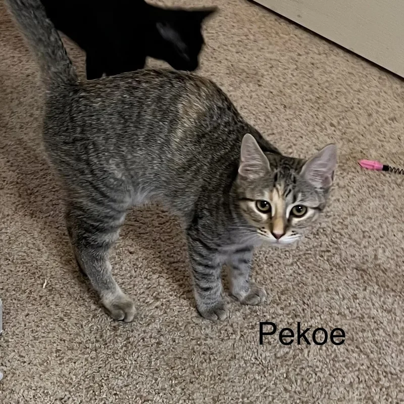 Pekoe thumbnail 5