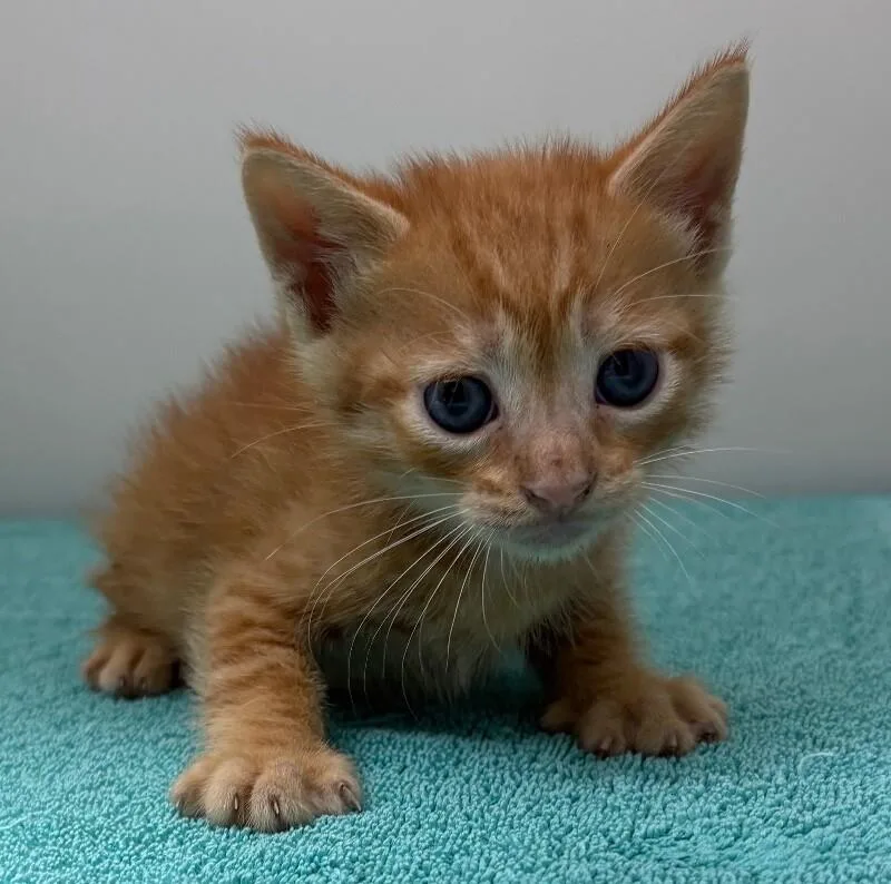 A young medium-sized male Domestic Short Hair cat named Nigel Uno for adoption in Katy, TX