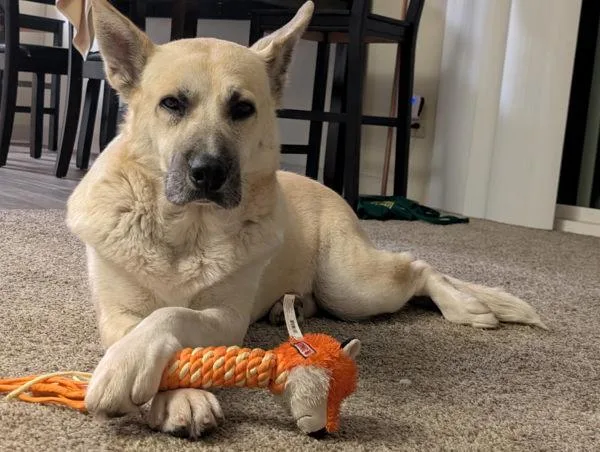 An adult large-sized female Shepherd dog named Goldie for adoption in San Diego, CA