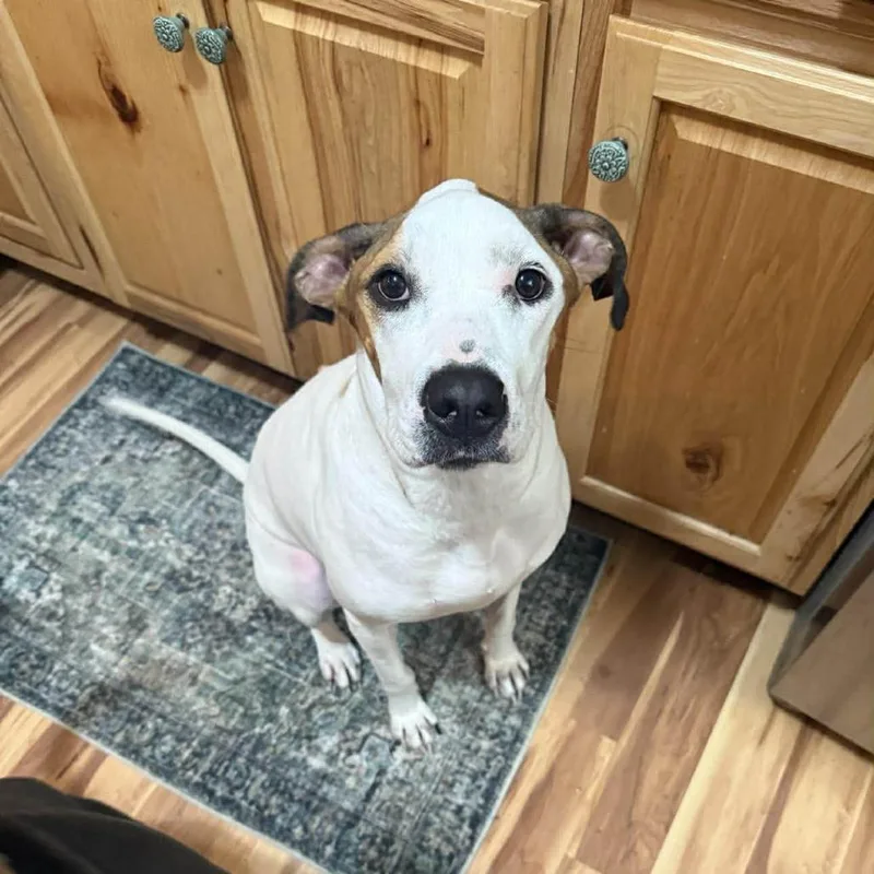 An adult medium-sized female White / Cream American Staffordshire Terrier dog named Candy for adoption in Long Island City, NY
