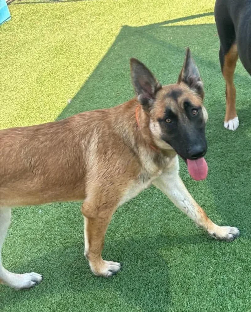 A young large-sized female Belgian Shepherd / Malinois dog named Jade for adoption in Houston , TX