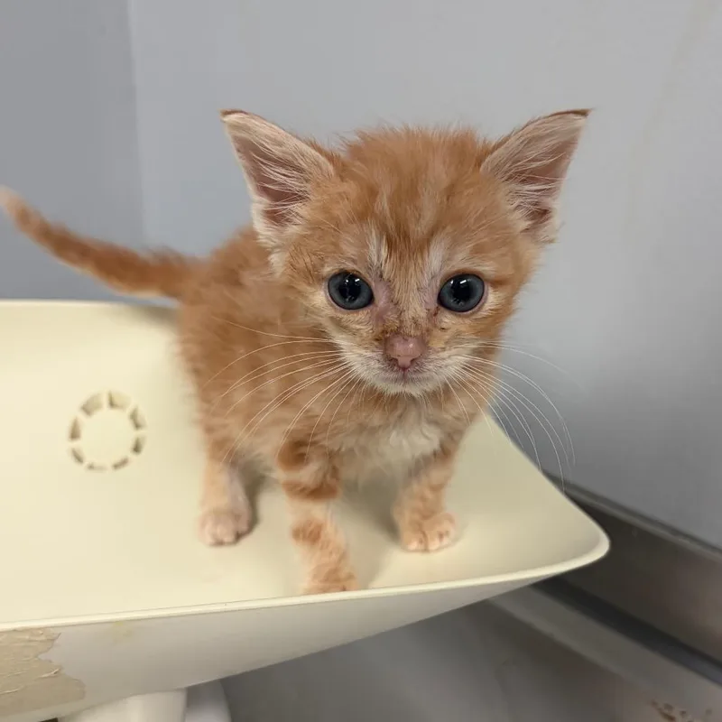 A baby small-sized male Orange / Red Domestic Short Hair cat named Hermann for adoption in Columbus, GA